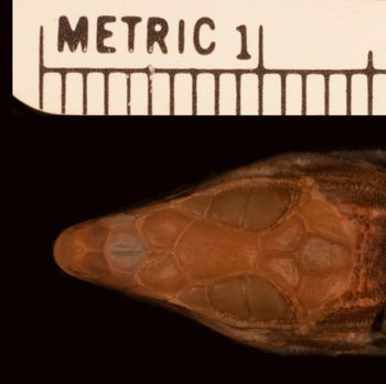 Media type: image;   Herpetology R-53926